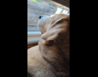 Dog whining while staring at the window