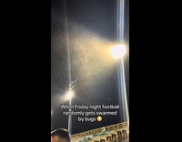 Football game gets swarmed by bugs