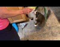 Pet cat likes corn bites the leaves