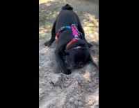 Dog loves to dig face full sand