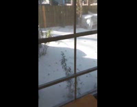 Cat experiencing snow for the first time