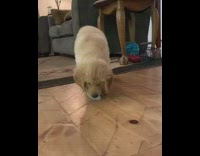 Golden retriever puppy dog plays ice cube