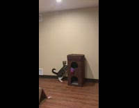 Cat gets scared knocks over brown tower 