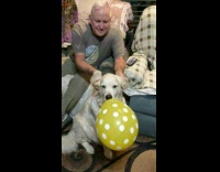 man pets white dog with yellow balloon