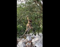 Baby monkey tries to reach branch failed