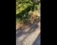 A Duck Leading and Waiting its Ducklings