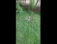 Kitten wearing harness and leash stands on grass