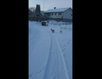 2 cats runs and plays on the street 