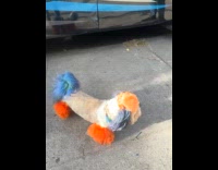 Dog fur dyed to match Mets 