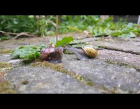 Two snails mating dance on the garden