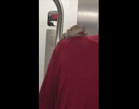 Guy rides subway with bearded dragon on shoulder 