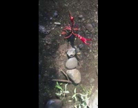 Small red lobster raises pincer to the filmer