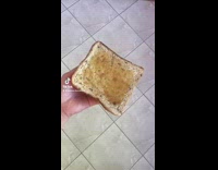 Girl drops bread brown shiba dog appears 