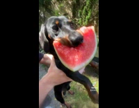 Collab Clips MPUGC - Dog loves eating watermelon