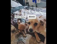 Maury small brown dog runs guy black shirt