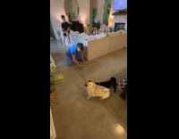 Man chasing dogs with toy dinosaur 