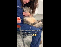 Cat getting knee reflex test