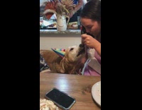 Golden retriever dog eats cake fork girl 