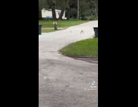Four small chihuahua dogs running down road 