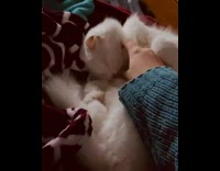 Blue sweater girl pets white cat 