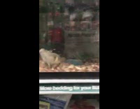 Tiny hamster does backflips in tank 