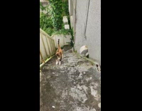 Cat runs home and up stairs to owner 
