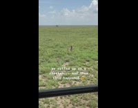 Cheetah gets comfortable on safari jeep