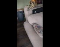 Grey bird asks for fresh water