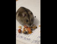 Hamster on notebook spit out nuts from mouth