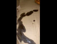 Collab Clips mpugc - Dog steals entire pizza