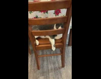 Cat on chair catch socks of kids