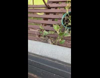 Pigeon Sits on Apartment Fire Escape 