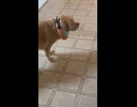 Submitter shows dog wears donut of shame