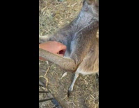 Kangaroo grab arm of woman petting him