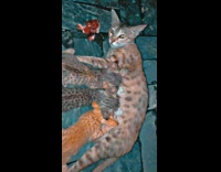 Mother cat on ground breastfeed three kittens