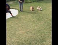 Two small brown dogs chase run grass 