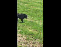 Black dog plays with three baby chipmunks 
