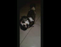 Collab DailyDoseOfInternet - Fluffy dog shake body sock in mouth