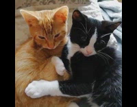 Two cats sits on couch cuddles together