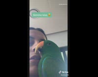 Compilation of green parrot bird talking girl 