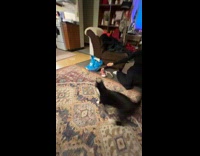 Cat chases toy and flips in air
