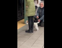 Dog being filmed stand on subway platform
