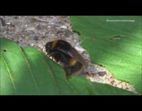 Guy gives bee honey and sugar water