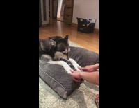 Girl touches paws husky growls grey pillow 