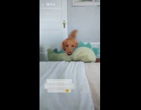 Dog hesitates to jump onto bed dinosaur 