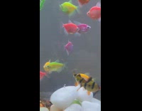 Two fish intimate makes out in aquarium