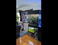 Two asleep cats awaken by their food