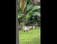 Cat gets chased by crows at yard 