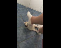 Kitten Chews on Sock While Others Go in Litter Box 