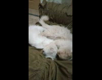 Collab PLC - Cat Aggressively Licks Fur of Asleep White Cat